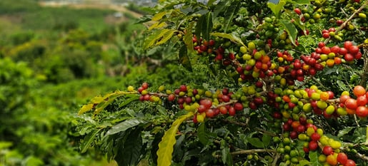 senseo our story sourcing